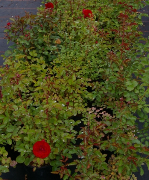 Rosa Flower Ruby® - Zwergrose Flower Ruby®  - bevorzugt halbschattige bis sonnige Standorte und ist besonders gut Winterhart.