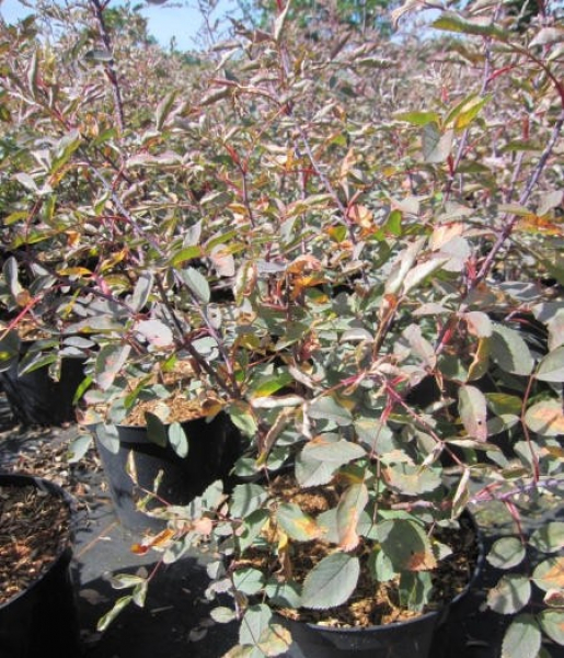 Rosa Glauca 3