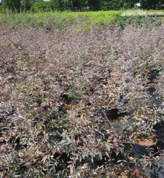 Rosa Glauca 2