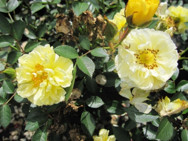 Rosa Golden Cover® - Bodendeckerrose Golden Cover® - wächst breit, buschig und kompakt.