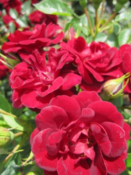 Rosa Havanna Hit® - Zwergrose Havanna Hit® - benötigt einen halbschattigen bis sonnigen Standort und besitzt eine sehr gute Winterhärte.
