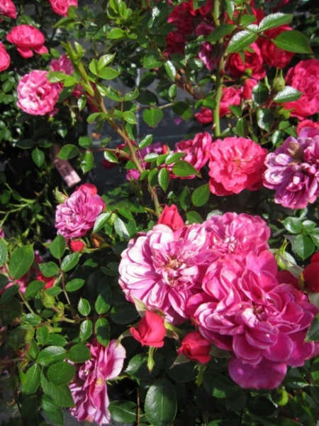 Rosa Hobby® - Zwergrose Hobby® - wächst üppig und dicht bei einer sehr guten Winterhärte. Der Standort sollte halbschattig bis sonnig sein.