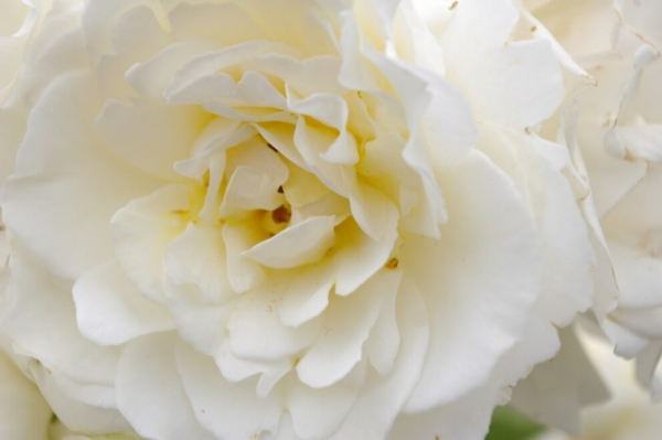 Rosa Kristallperle® - Hochstammrose Kristallperle® Stammrose reinweiß Duft- - duftet nicht!