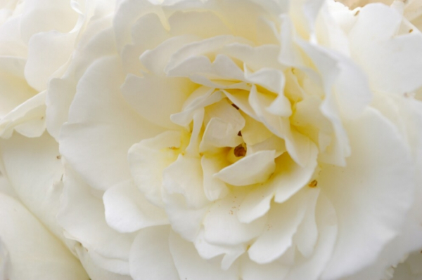 Rosa Kristallperle® - Hochstammrose Kristallperle® Stammrose reinweiß Duft- - ist öfter- und reichblühend. Sie blüht von ca. Mai bis Septembert.