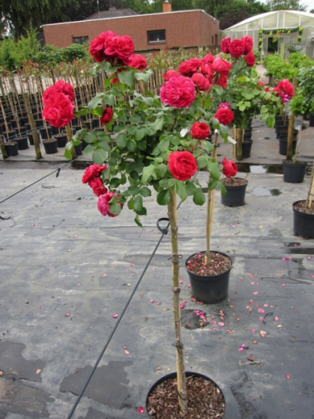 Rosa Leonardo da Vinci® - Hochstammrose Leonardo da Vinci® Floribunda Stammrose dunkelrosa Duft+ - hat einen dichten und buschigen Wuchs. Die mehrjährige Kleinstrauchrose wurde auf einem 90 cm hohen Stamm gezogen.