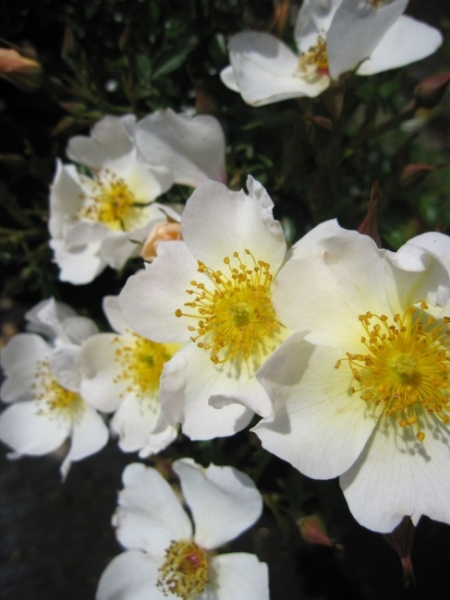 Rosa Sonnenröschen 1