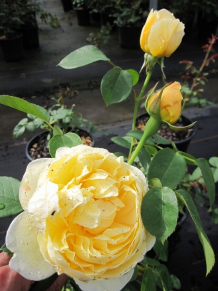 Rosa The Pilgrim - Englische Rose Austin Rose The Pilgrim® Auswalker® - benötigt einen halbschattigen bis sonnigen Standort und besitzt eine sehr gute Winterhärte.