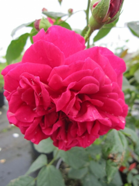Englische Rose Wenlock® karminrot Duft+++ benötigt einen halbschattigen-sonnigen Standort und ist ausgesprochen winterhart.