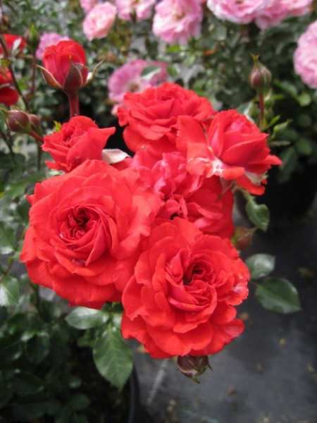 Rosa Zwergenfee 09® - Zwergrose Zwergenfee 09® - blüht mehrfach mit orange-roten, stark gefüllten Blüten in den Monaten von Juni bis September.