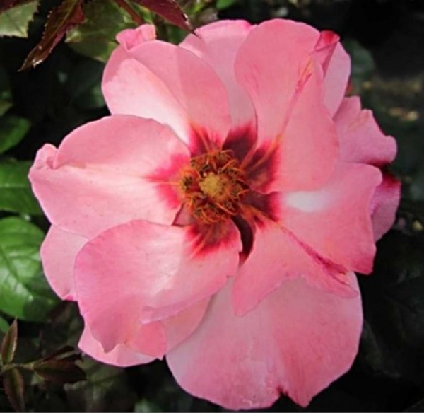 Englische Rose Alissar Princess of Phoenicia 1