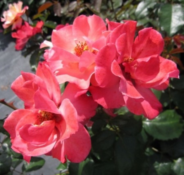 Englische Rose Alissar Princess of Phoenicia 2