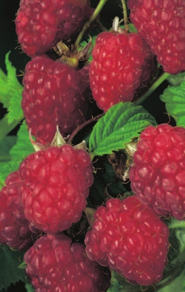 Rubus idaeus Malling Promis - rote Himbeere - benötigt einen halbschattigen bis sonnigen Standort.