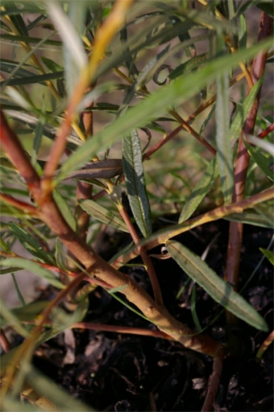 Salix rosmarinifolia 2