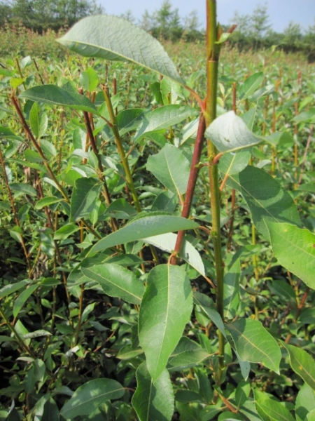 Salix caprea Silberglanz, Adventweide Silberglanz, ist ein Winterblüher