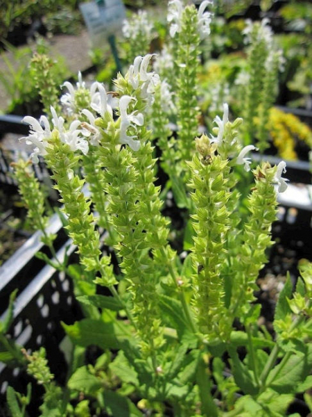 Salvia nemorosa 2