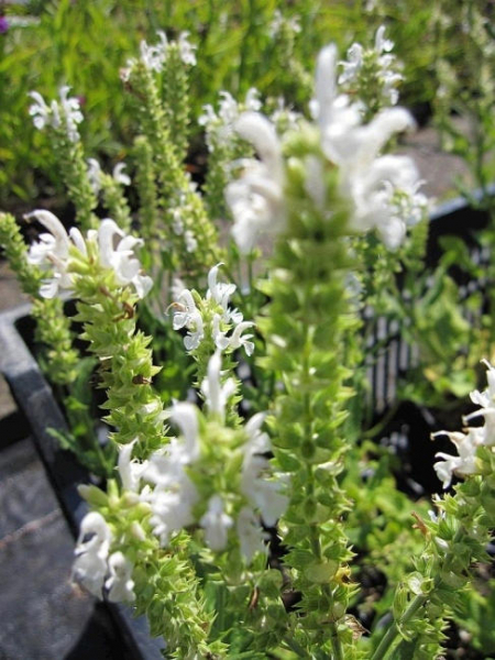Salvia nemorosa 1