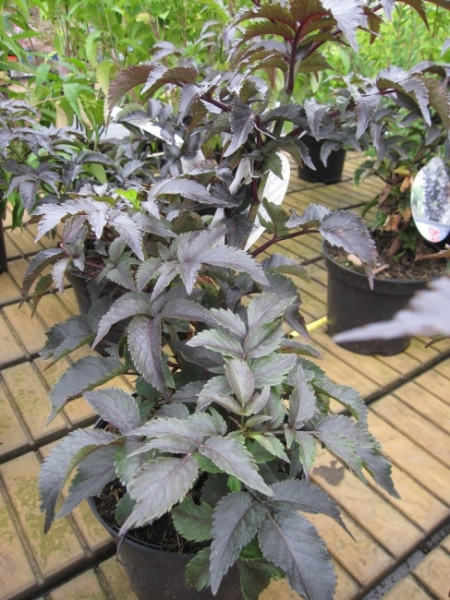 Sambucus nigra Black Tower 1