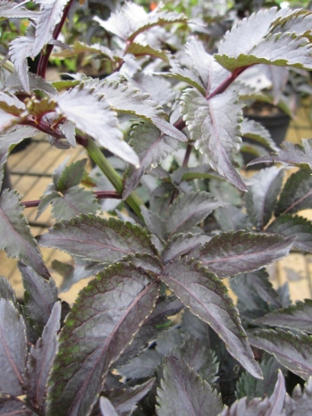 Sambucus nigra Black Tower 2