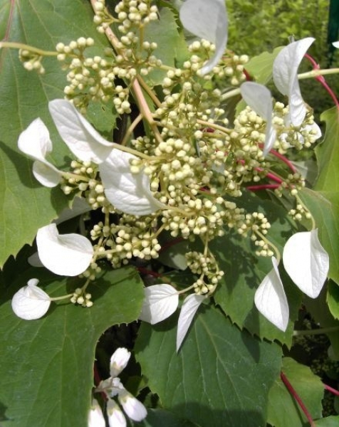 Die Spalthortensie Moonlight, Schizophragma hydrangeoides Moonlight, ist eine kletterfähige Hortensiensorte