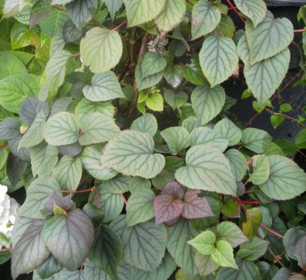 Die Spalthortensie Moonlight, Schizophragma hydrangeoides Moonlight, trägt zahlreiche weiße Schirmrispenblüten