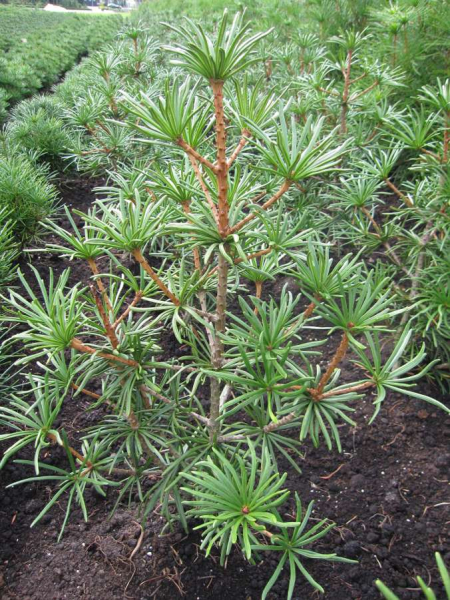 Sciadopitys verticillata Twister - Japanische SchirmtanneTwister -  waechst unregelmaessig bizarr.