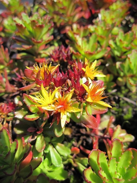 Sedum floriferum Weihenstephaner Gold - Gartenfettblatt - ist immergrün und winterhart. Die Staude wächst niedrig und polsterartig. Der Standort sollte sonnig sein.