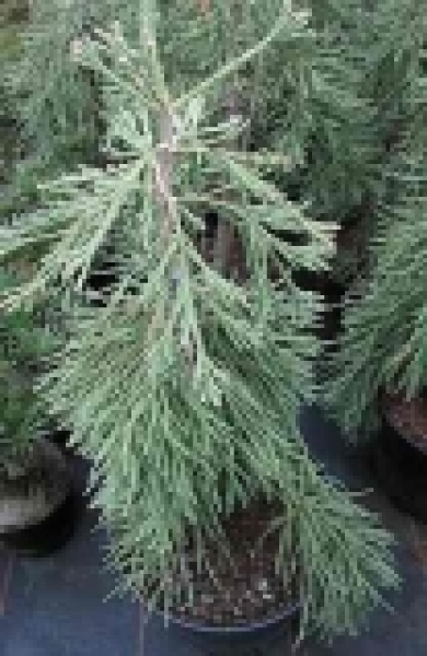 Der Sequoiadendron giganteum Barabits Requim - Riesenmammutbaum ist ein skuril und sehr schnell wachsender Baum.