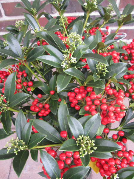 Skimmia japonica Red Diamond hat zahlreiche leuchtend rote Beeren im Winter