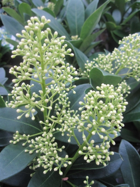 Skimmia japonica Finchy