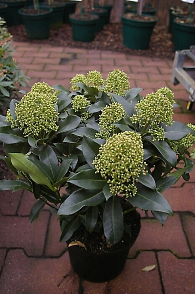 Skimmia japonica Fragrant Cloud 2