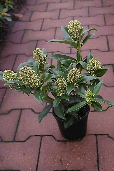 Skimmia japonica Fragrant Cloud 5