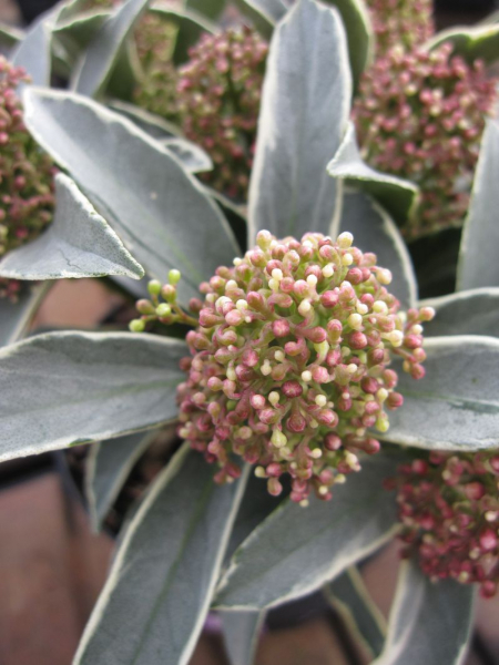 Skimmia mystic marlot