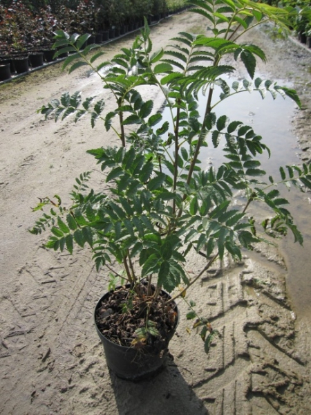 Sorbus aucuparia, Vogelbeerstrauch, ist von einer sehr guten Winterhärte