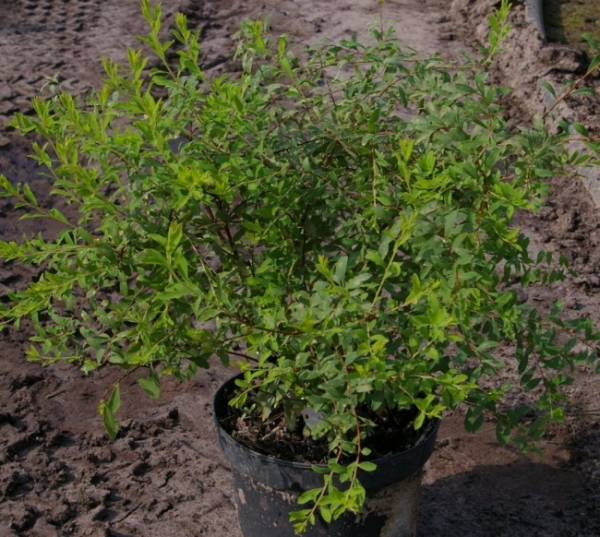 Spiraea arguta 1
