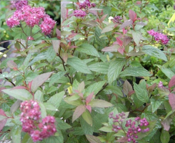 Spiraea bumalda Darts Red