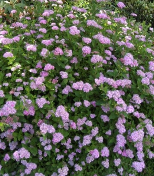 Spiraea japonica Little Princess
