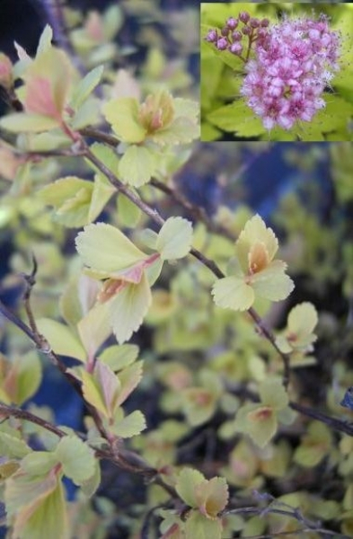 Spiraea japonica Golden Princess, Gelbe Zwergspiere, trägt zahlreiche goldgelbe Blüten