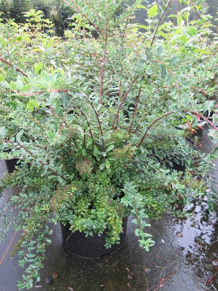 Spiraea nipponica Snowmound, Japanische Strauchspiere, trägt zahlreiche weiße Rispenblüten