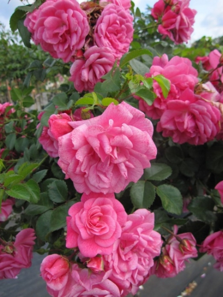 Die Stammrose Palmengarten Frankfurt, Rosa Palmengarten Frankfurt, besitzt eine sehr gute Winterhärte