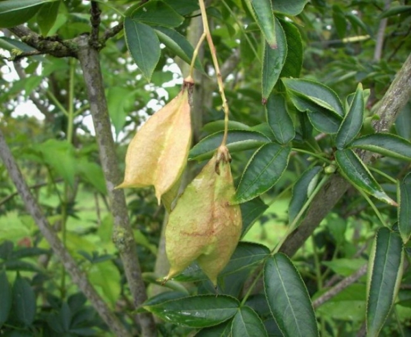 Staphylea pinnata 1