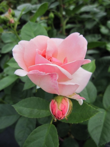 Strauchrose Astrid Lindgren 2