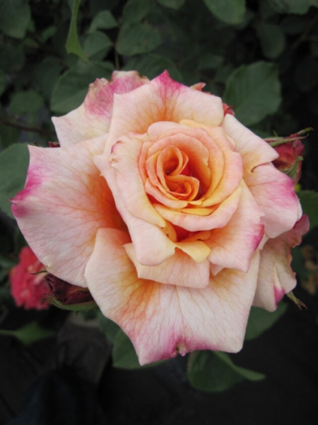 Märchenrose Caramella