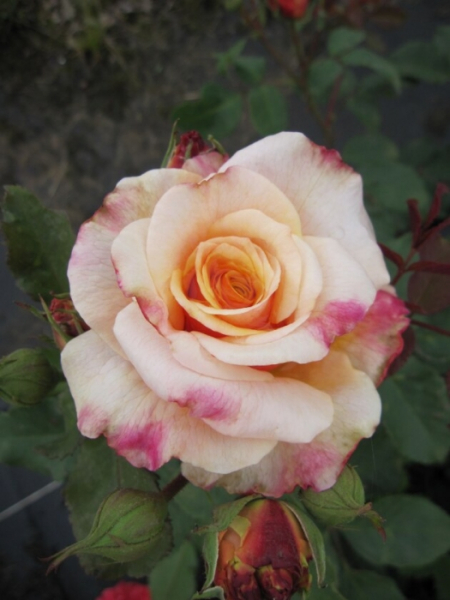 Märchenrose Caramella