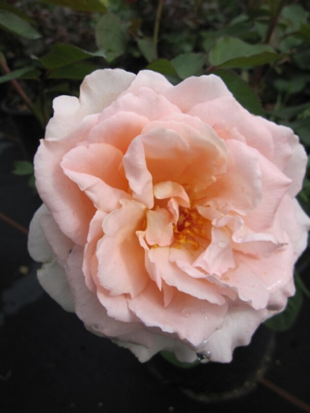 Strauchrose Claire™ Renaissance® - Rosa Claire™ Renaissance® - zartrosa - Duft++++ - Poulsen-Rose hat einen winterharten, buschigen Wuchs. Die zartrosa-farbenen Blüten sind halbgefüllt und stark duftend.