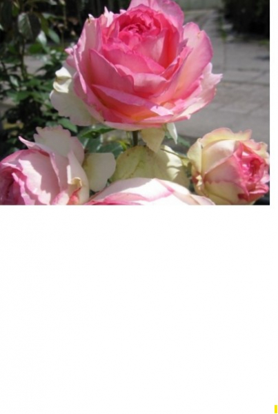 Strauchrose Eden Rose 85 1