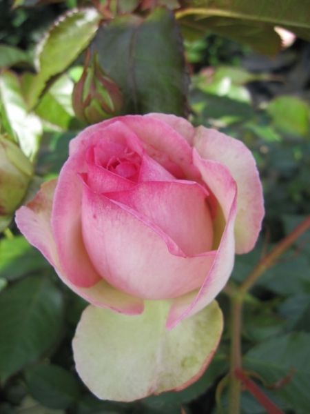 Strauchrose Eden Rose 85 2