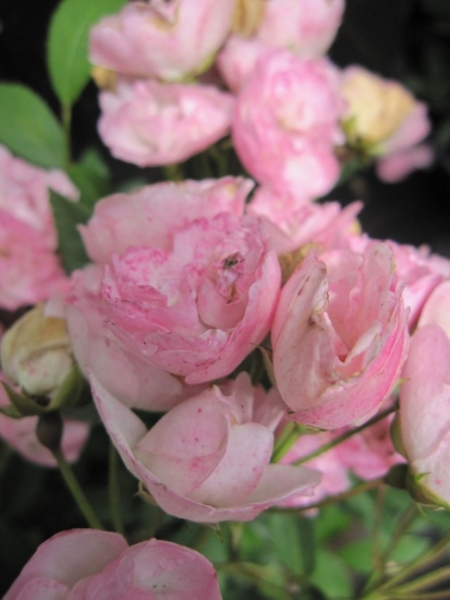 Die besonders winterharte Strauchrose Heavenly Pink® - Rosa Heavenly Pink® - rosa - Duft+ - Moschata-Rose wächst buschig und kompakt. Sie bevorzugt halbschattige bzw. sonnige Standorte.