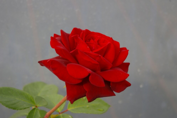 Strauchrose Isabel™ Renaissance® 2
