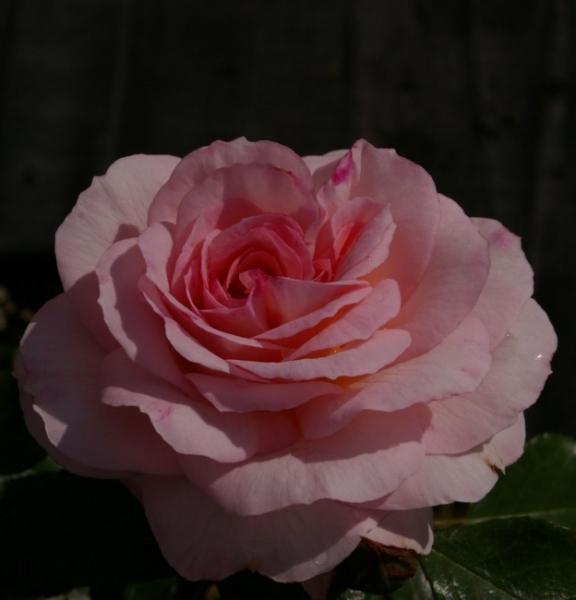 Die besonders winterharte Strauchrose Bremer Stadtmusikanten® - Rosa Bremer Stadmusikanten® - creme-rosa - Duft++ - Kordes-Rose - Märchenrose blüht mit stark gefüllten, creme-rosa Blüten, die einen leichten, süßlichen Duft verbreiten.
