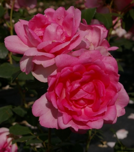 Strauchrose Centenaire de Lourdes 1